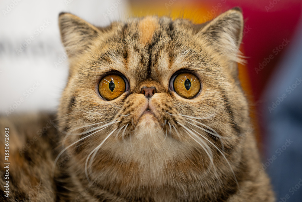 British shorthair cat British shorthair cat