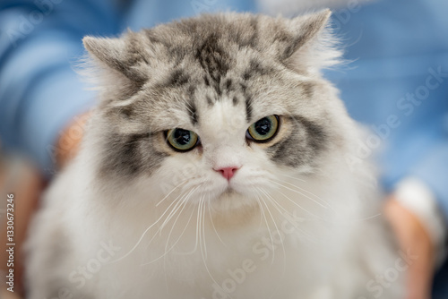 Obraz na plátně RAGAMUFFIN CAT