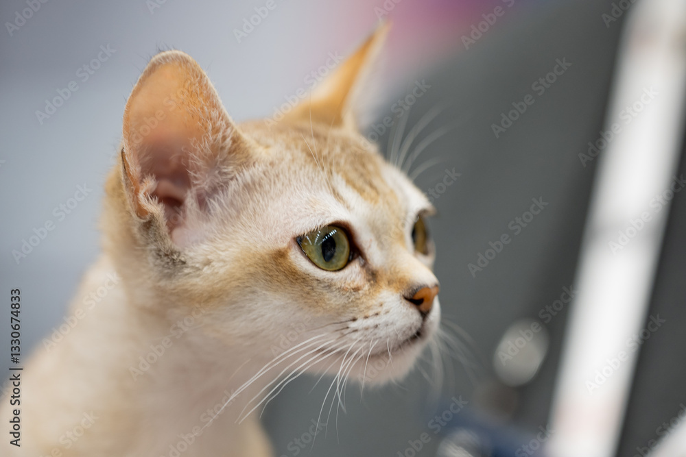 Singapura cat