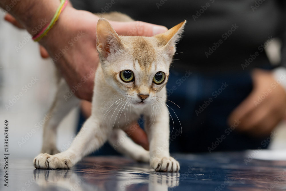 Singapura cat