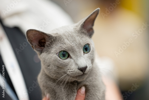 Obraz na płótnie Russian blue cat w salonie