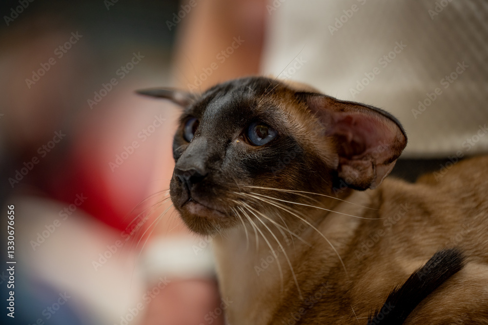 Oriental shorthair cat. Portrait of a cat. Cat show