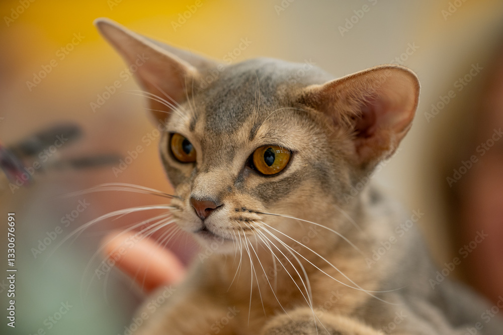 Singapura cat