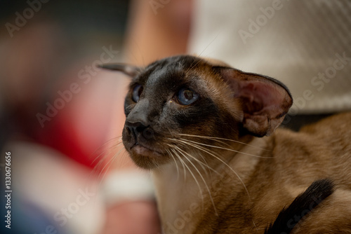 Obraz na płótnie Oriental shorthair cat. Portrait of a cat. Cat show w salonie