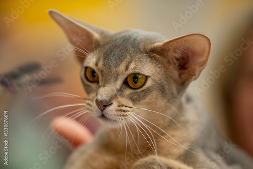 Obraz na płótnie Singapura cat w salonie
