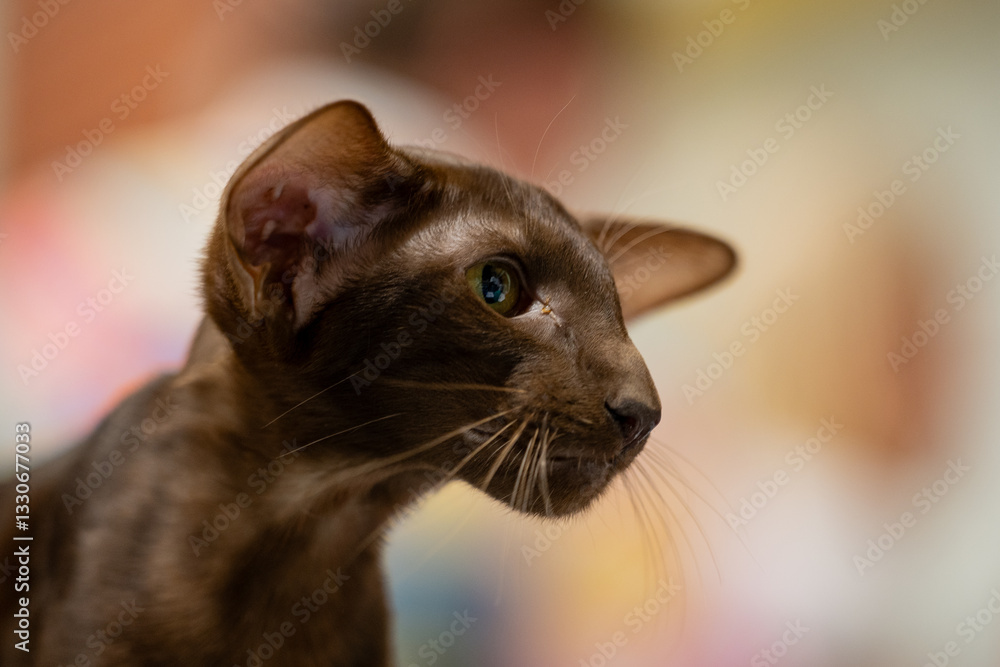 Oriental shorthair cat. Portrait of a cat. Cat show