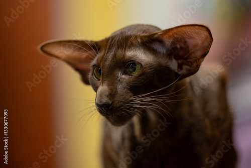 Obraz na płótnie Oriental shorthair cat. Portrait of a cat. Cat show w salonie