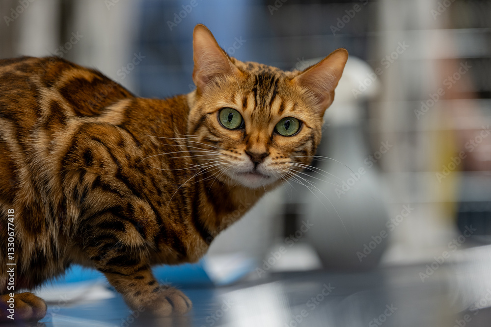 BENGAL CAT
