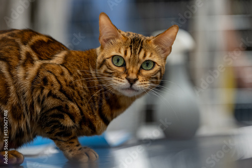Obraz na płótnie BENGAL CAT w salonie