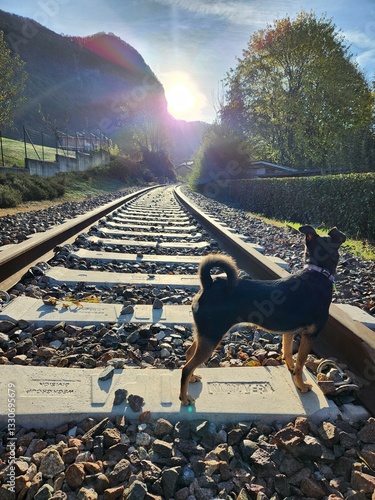 Dog on a railway tracks at sunset in the Alps of Italy