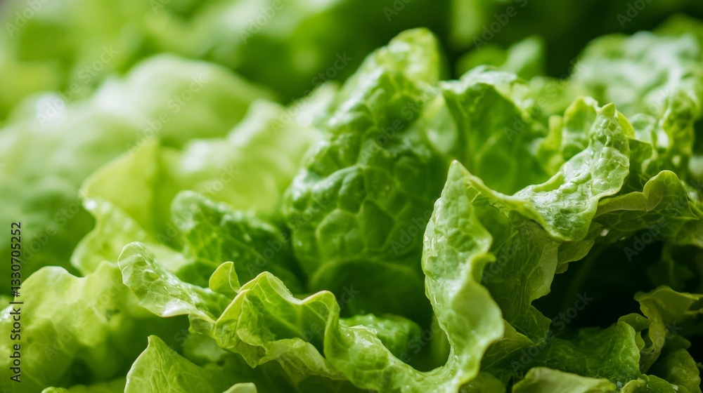 Close-up of vibrant green lettuce leaves thriving in a garden, showcasing their fresh, crisp texture and offering a healthy source of nutrition Close-up of vibrant green lettuce leaves thriving in a garden, showcasing their fresh, crisp texture and offering a healthy source of nutrition