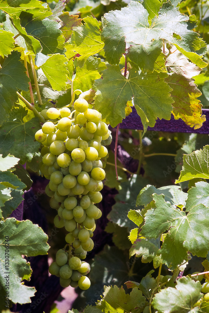 custom made wallpaper toronto digitalA bunch of fresh green grapes hangs among vibrant green vine leaves, illuminated by sunlight, creating a lively and refreshing atmosphere typical of a summer vineyard