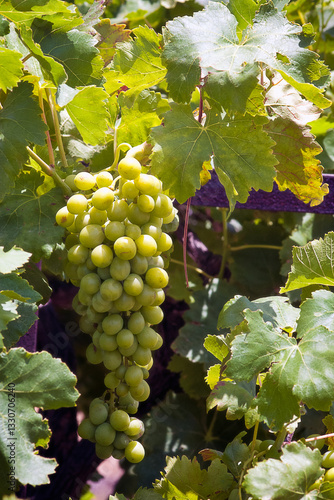 Wallpaper Mural A bunch of fresh green grapes hangs among vibrant green vine leaves, illuminated by sunlight, creating a lively and refreshing atmosphere typical of a summer vineyard Torontodigital.ca