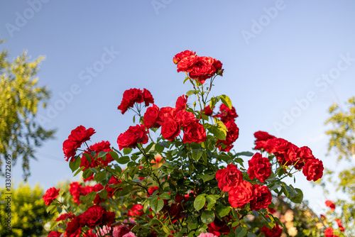 Foto A vibrant bush of red roses in full bloom against a clear blue sky