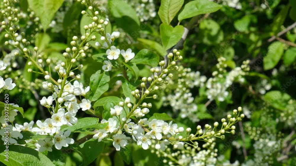 Young green leaves and flowers. Freshness springtime. Blossom tree. Spring background. Prunus padus tree. Hello April