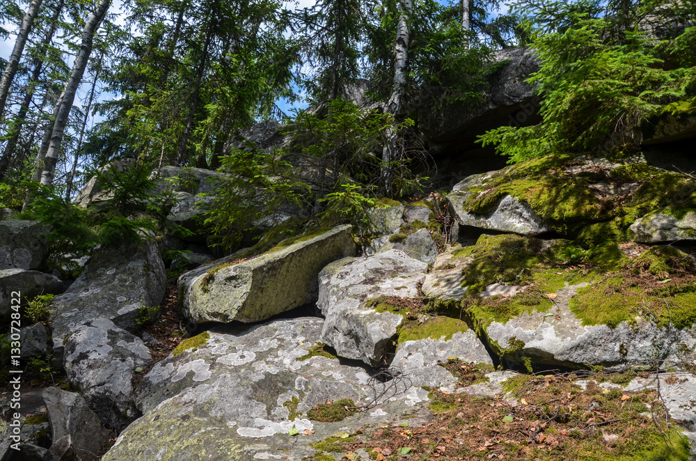 Serene forest scene featuring moss-covered rocks, tall trees, and scattered sunlight creating a tranquil atmosphere Serene forest scene featuring moss-covered rocks, tall trees, and scattered sunlight creating a tranquil atmosphere