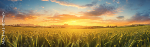 A wheat field at sunset.	
