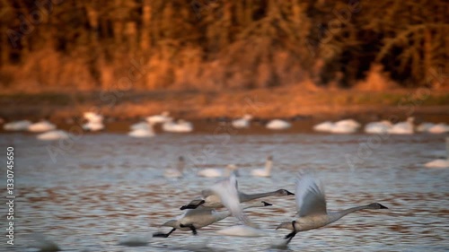 Tundra Swans (Cygnus columbianus) taking off in the early morning sunlight. Finley National Wildlife Refuge, Oregon
