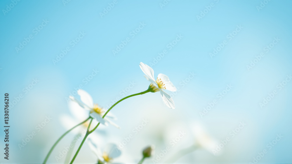 Delicate spring flowers in backlit sunlight, blurred background Delicate spring flowers in backlit sunlight, blurred background