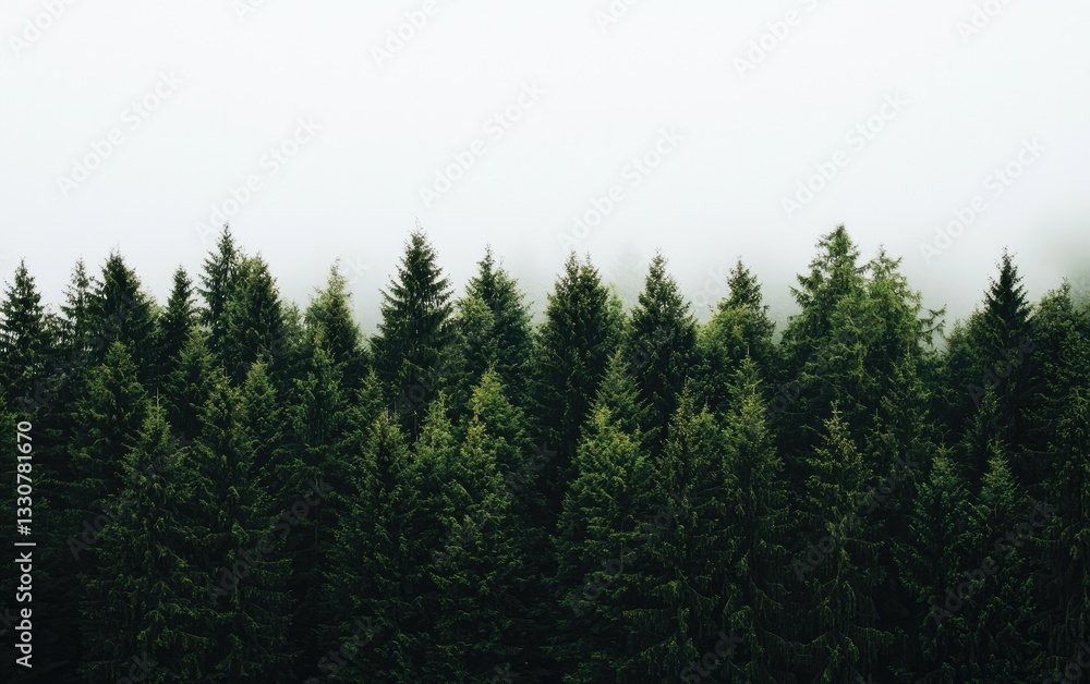 Fototapeta premium Misty Green Pine Forest Under Foggy Sky