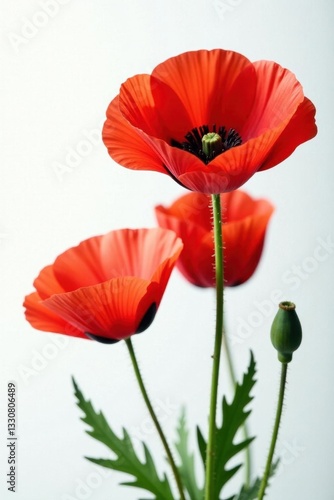 Vibrant red poppies, delicate petals, white backdrop, beautiful, macro, nature