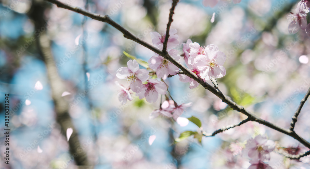 春 風に揺れるピンクの桜の花 河津さくら 照り付ける太陽の日差しを受けてキラキラ輝く花びら 淡い色の花と青空 季節・入学・入社・新生活の背景 春 風に揺れるピンクの桜の花 河津さくら 照り付ける太陽の日差しを受けてキラキラ輝く花びら 淡い色の花と青空 季節・入学・入社・新生活の背景