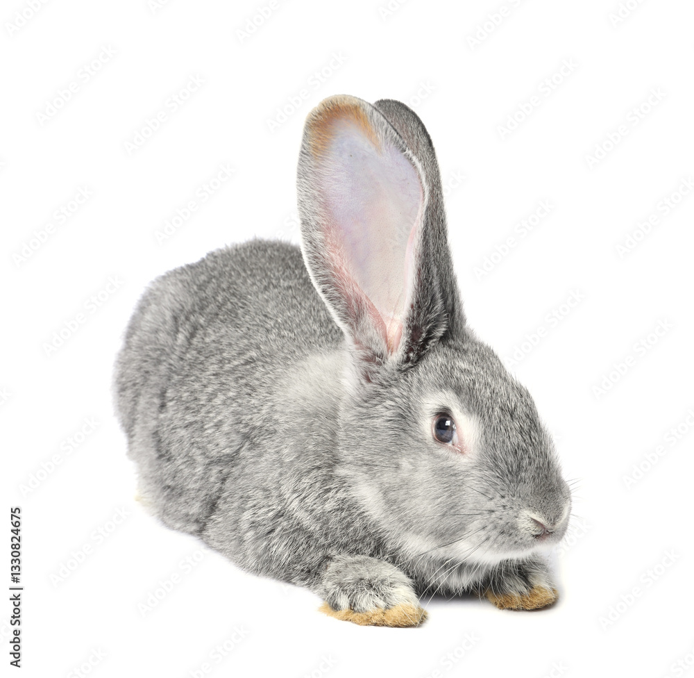 Fluffy grey rabbit on white background. Cute pet Fluffy grey rabbit on white background. Cute pet