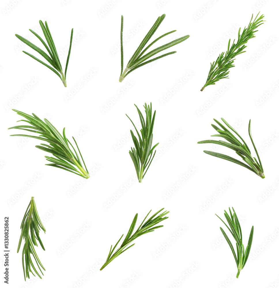 Fototapeta premium Fresh green rosemary isolated on white, set