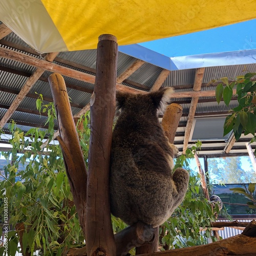 Canvas Print 코알라