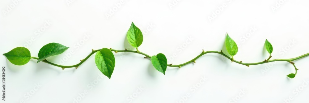 Fototapeta premium Delicate vine tendrils, small green leaves, white backdrop, natural, agriculture