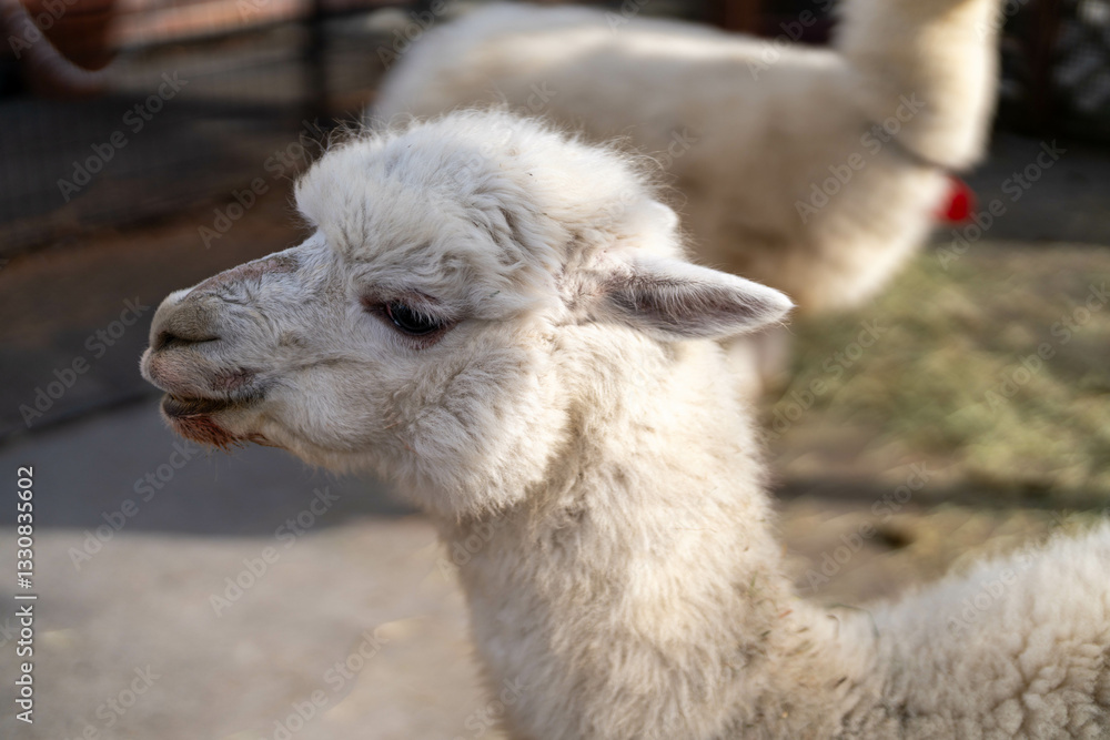 Obraz premium 気持ちよさそうなアルパカの顔