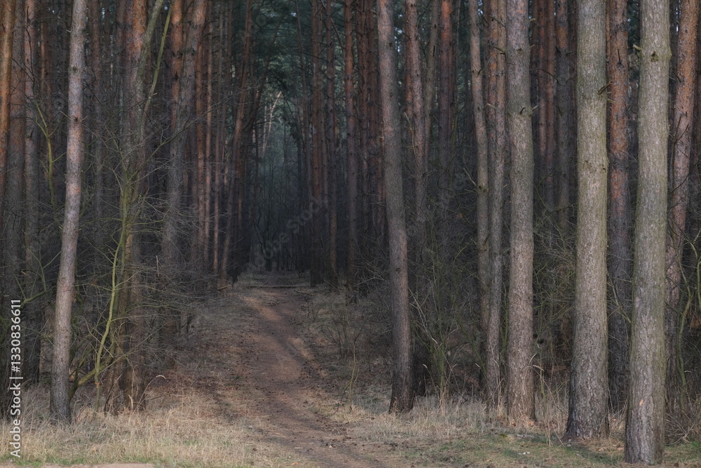 Magic green mossy sunny forest with conifer trees Magic green mossy sunny forest with conifer trees