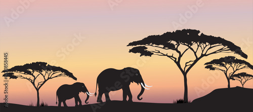 two elephants walking in the evening sunset