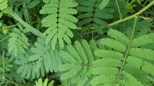 The delicate leaves of the Mimosa pudica plant gently fold when touched, showcasing their sensitive movement and lush green texture.