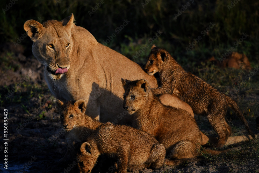 Naklejka premium Lioness and her cubs at sunrise golden hour