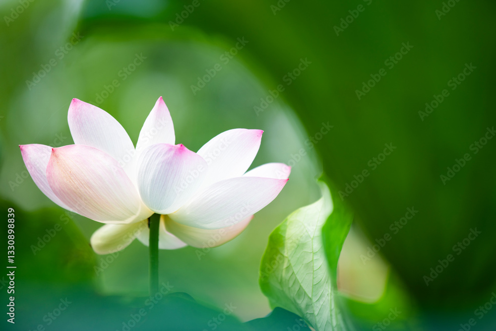 Lotus flowers of various shapes and colors Lotus flowers of various shapes and colors