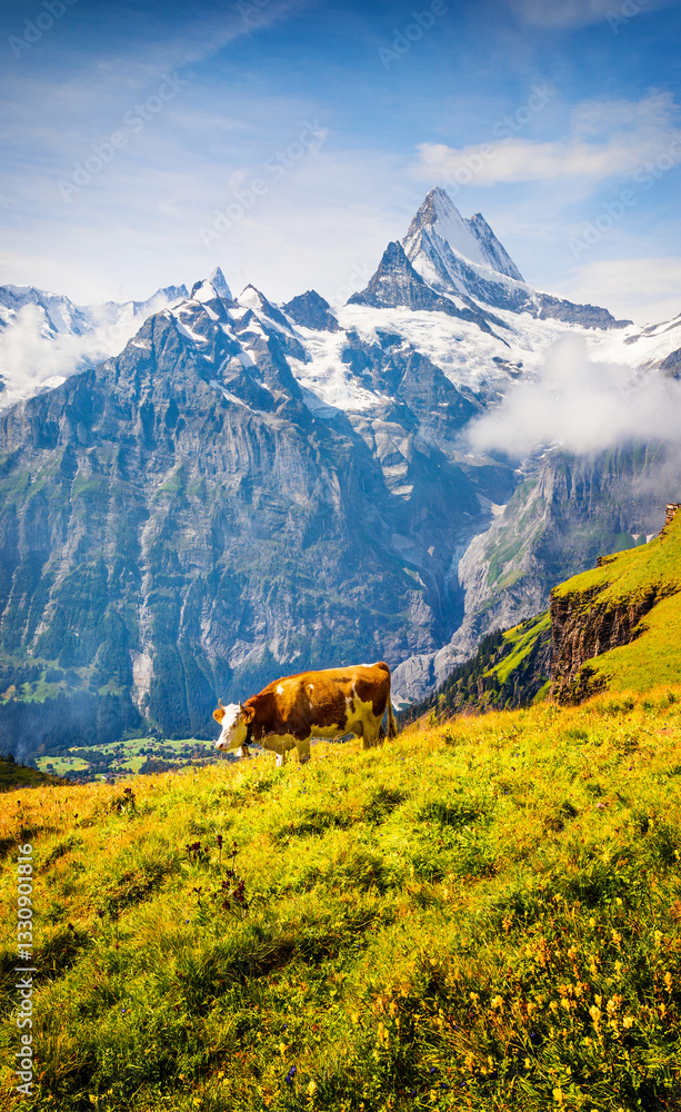 Cattle on a mountain pasture.