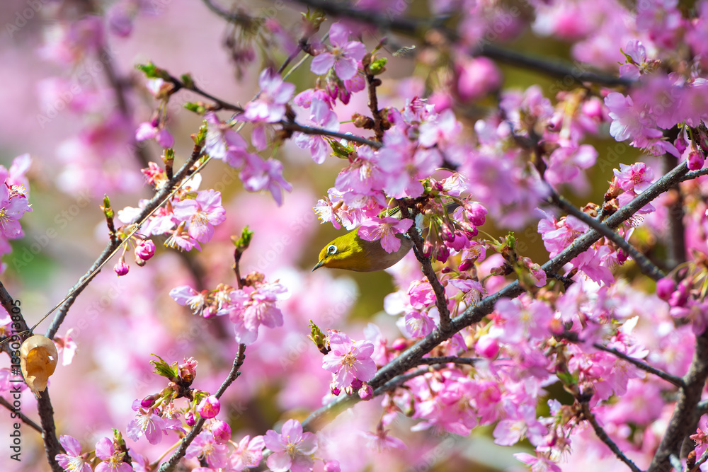 満開の寒桜とメジロ