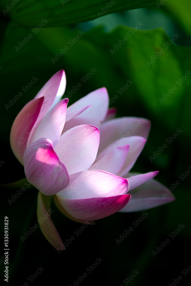 Lotus flowers of various shapes and colors Lotus flowers of various shapes and colors
