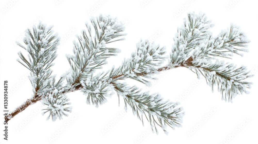 Fototapeta premium Snowy Pine Branch: A Winter Wonderland Close-up