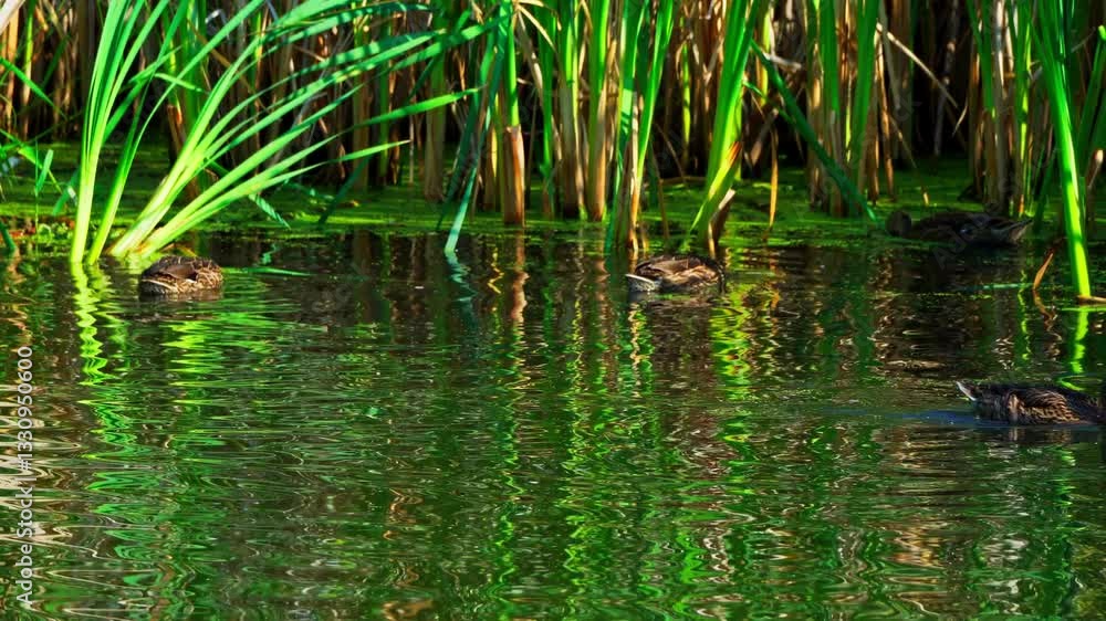 Juvenile Ducks Foraging in the Shallow Waters of a Colorful Lake Juvenile Ducks Foraging in the Shallow Waters of a Colorful Lake