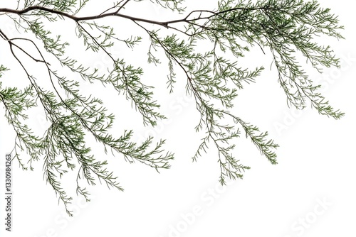 Green branches isolated on white background.