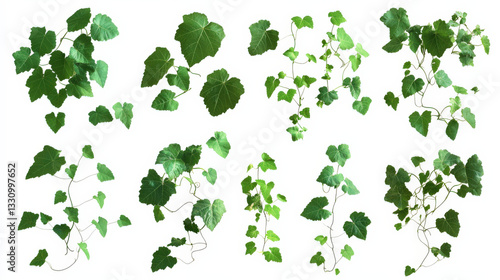 Green Vine Leaves