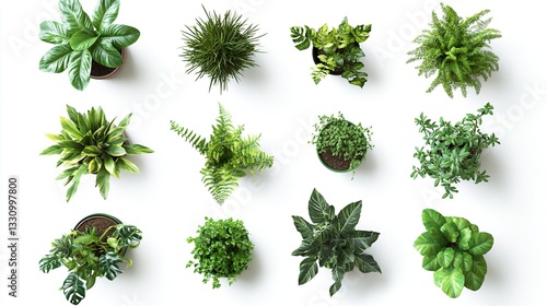 Aerial view of various potted plants. (1)
