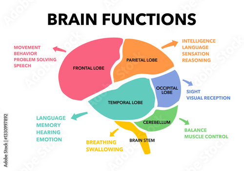 Brain sections and organ part functions in labeled anatomical outline diagram. Medical biological explanation scheme with lobe, brainstem and cerebellum description vector illustration.