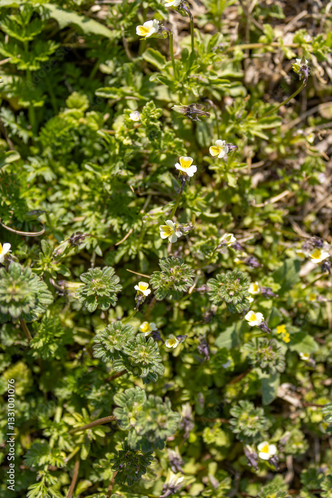 The first spring wild flowers close-up. The first spring wild flowers close-up.