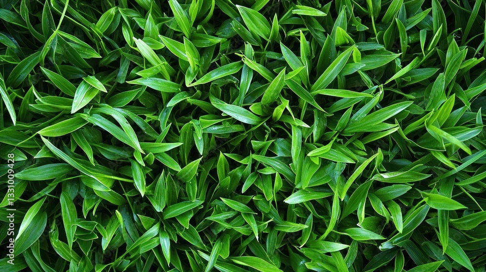Bermuda Grass Bermuda Grass