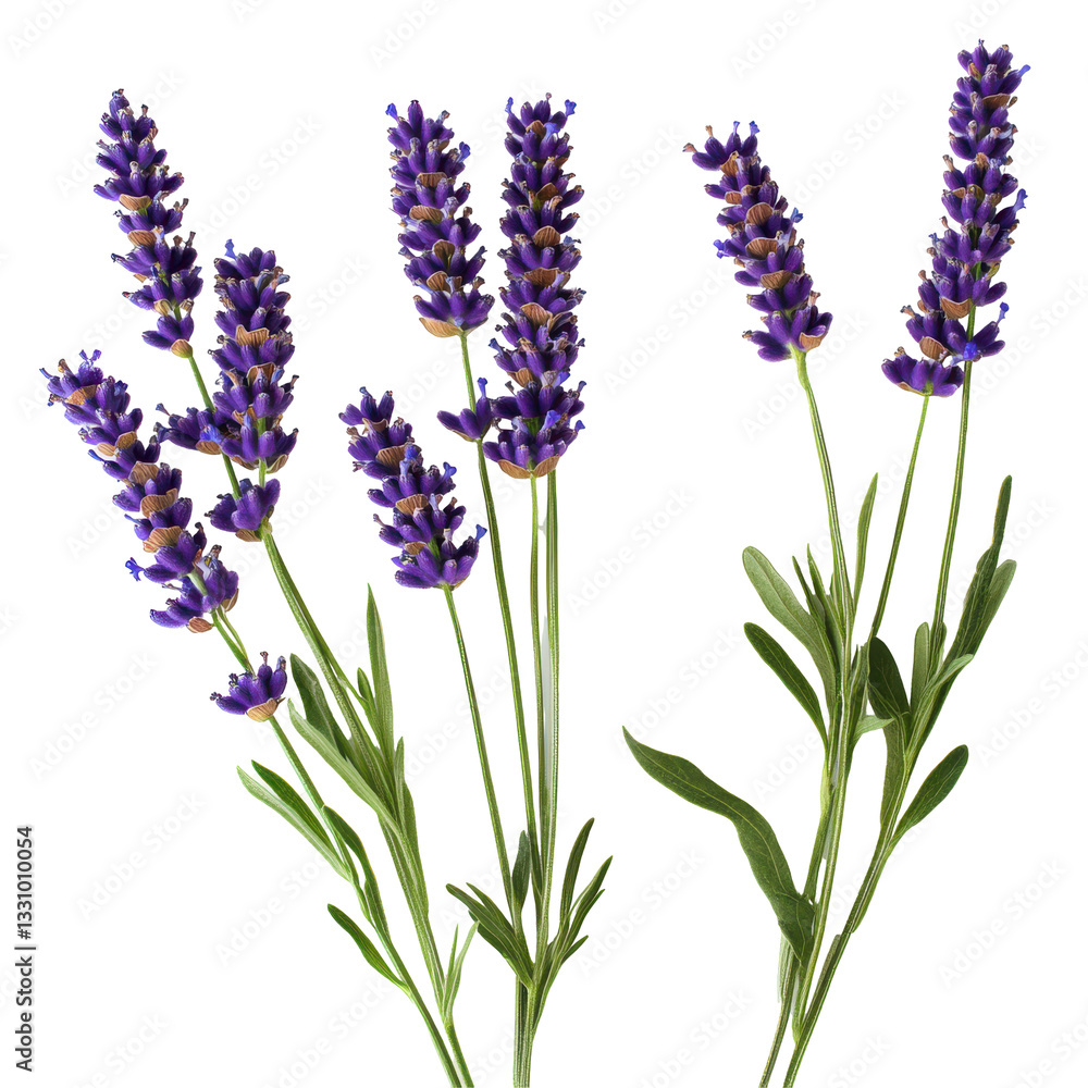 Naklejka premium Lavender Flowers Isolated on White Background