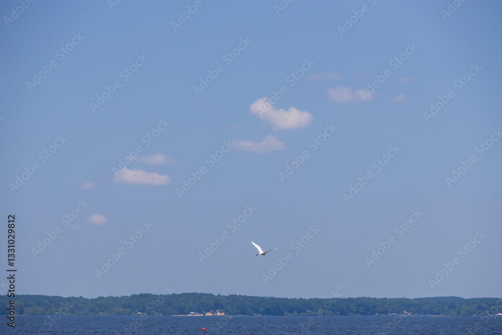 Fototapeta premium Great egret flying over Toledo Bend Reservoir, Texas