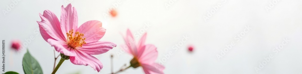 Stunningly delicate flower blooms on white canvas, flower, delicate Stunningly delicate flower blooms on white canvas, flower, delicate